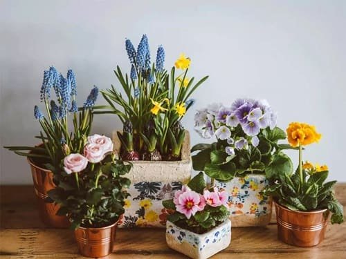 Top 5 Indoor Plants That Survive Low Light